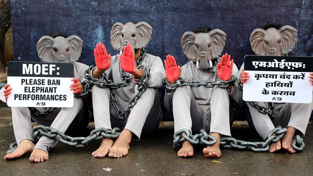 Protesta de PETA contra el uso de elefantes en actividades turísticas