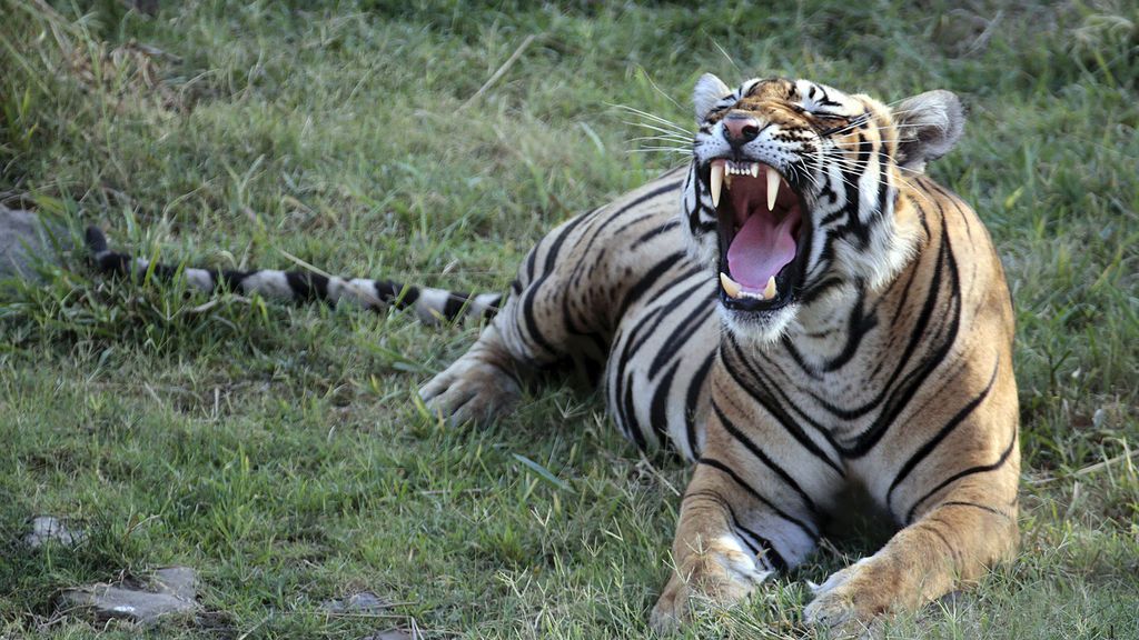 El tigre de bengala. India