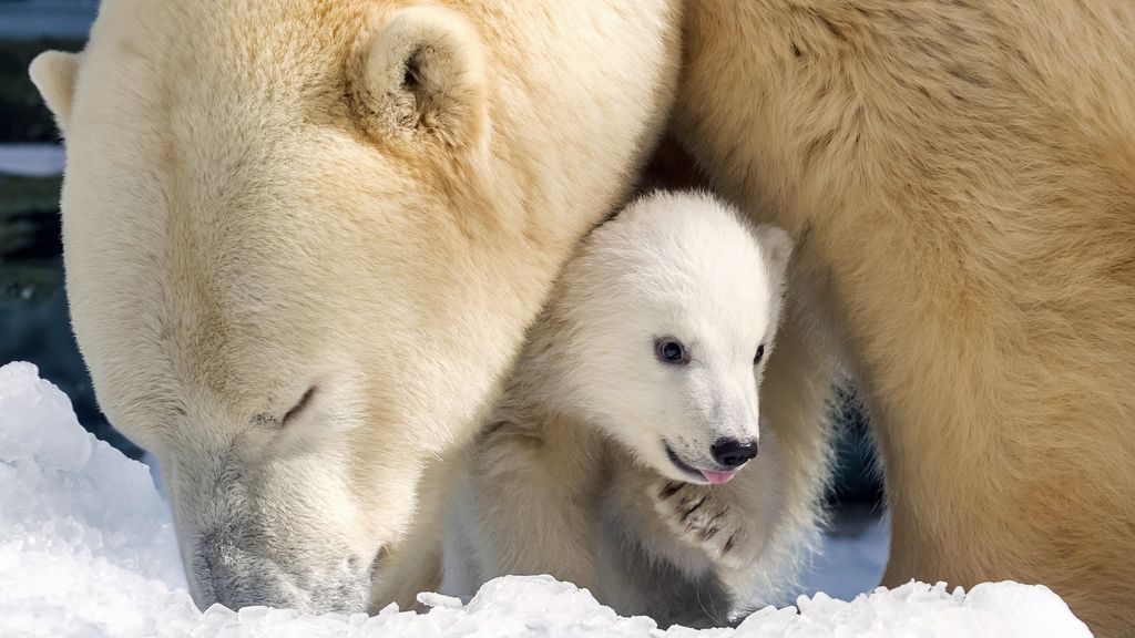 Cachorro de oso polar Mishka en Queensland