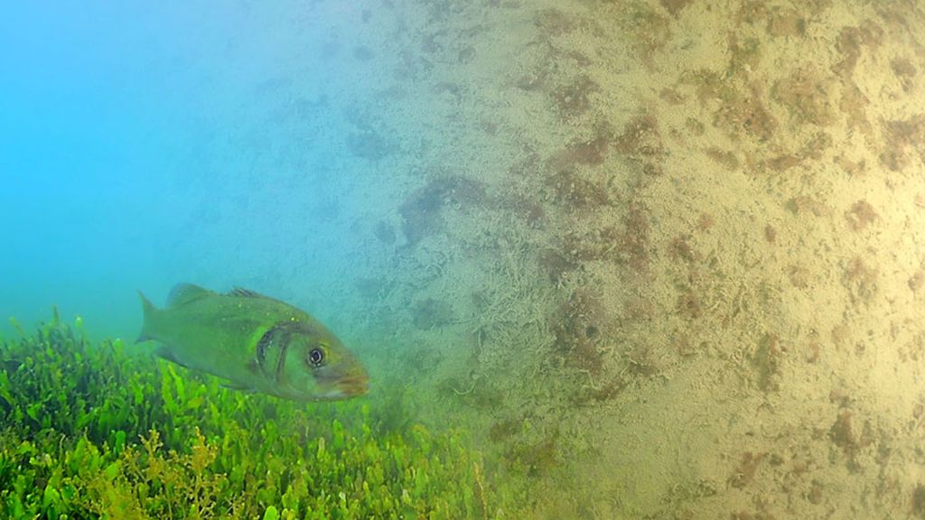 La integridad ecológica está recuperándose, pero su equilibrio todavía se torna inestable