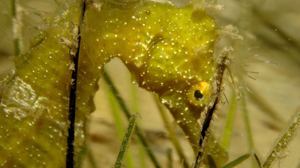 El cambio a mejor del Mar Menor en un año: el antes y el después