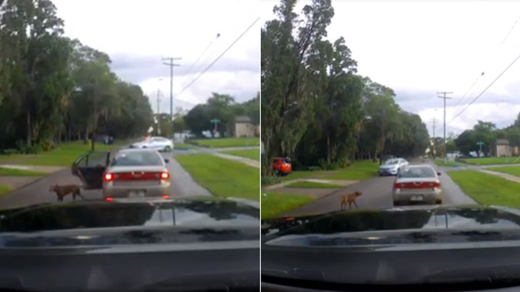 El indignante momento en que un conductor abandona a su perro en la carretera