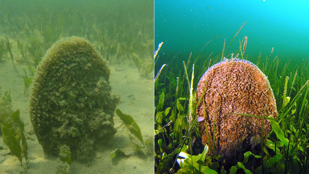 El cambio a mejor del Mar Menor en un año: el antes y el después