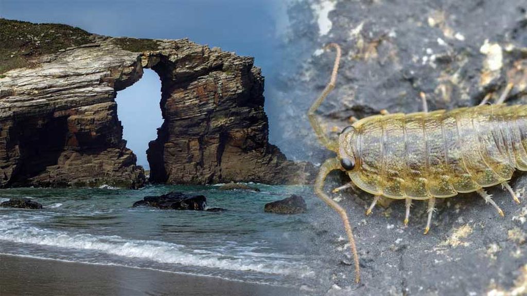 ¿Te pueden morder los 'piojos de mar' en España? Hablamos con expertos