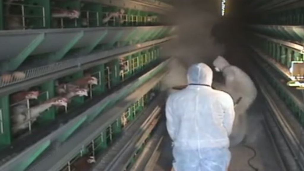 Crisis de los huevos contaminados con pesticida: 13 países europeos afectados y amenaza al pollo
