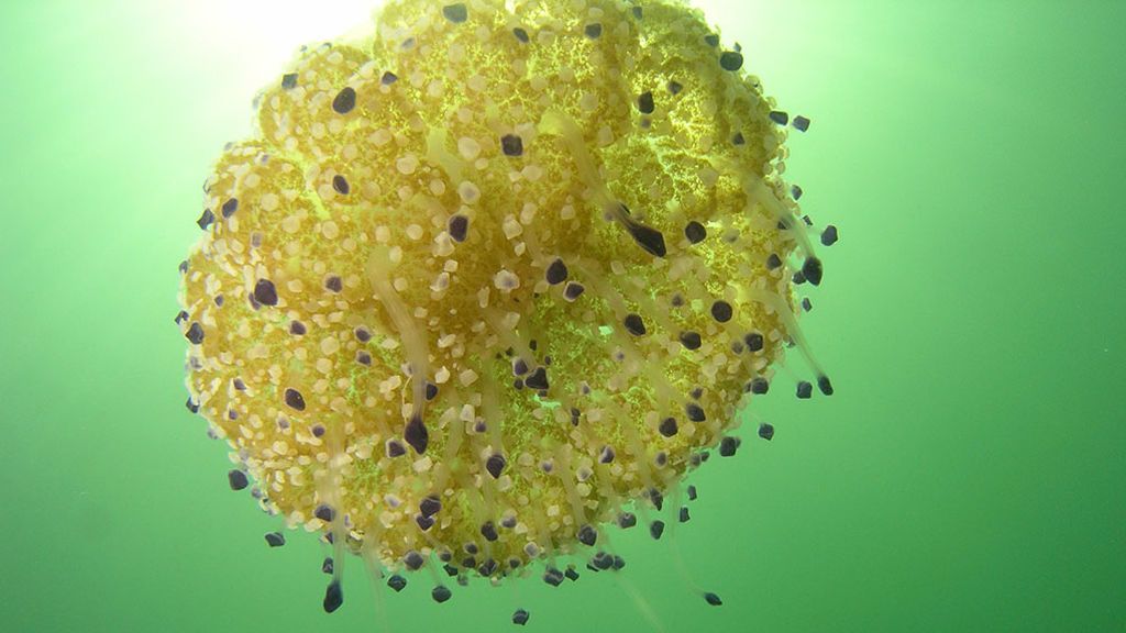 ¿Este año hay menos medusas? Hablamos con expertos ¿Este año hay menos medusas? Hablamos con expertos