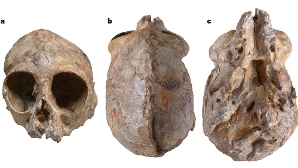El cráneo de un bebé simio conocido como 'Alesi'