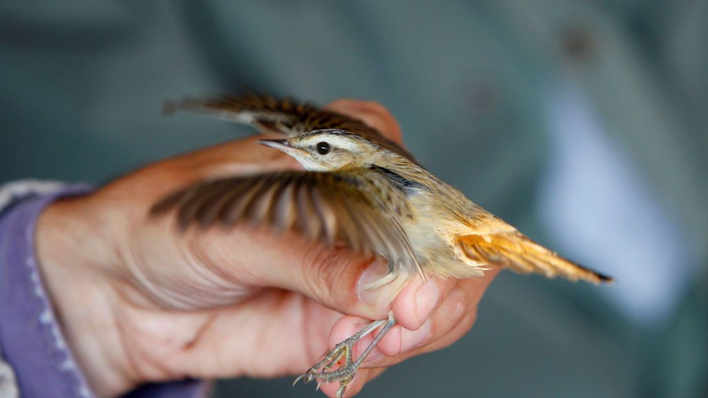 Un biólogo inspecciona a una curruca durante el zumbido de los pájaros en Vrhnika, Eslovenia