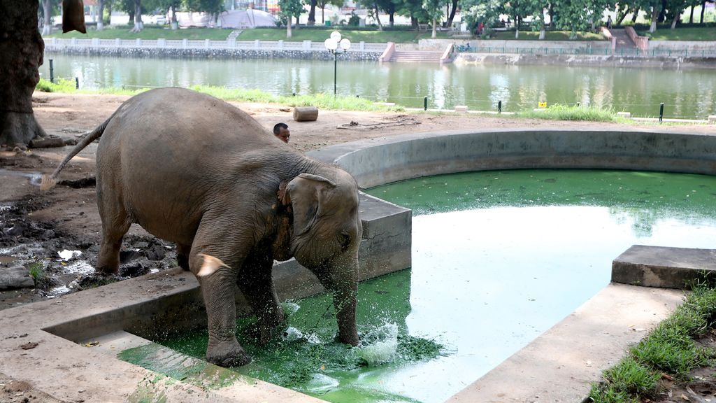 Día Muncial del Elefante