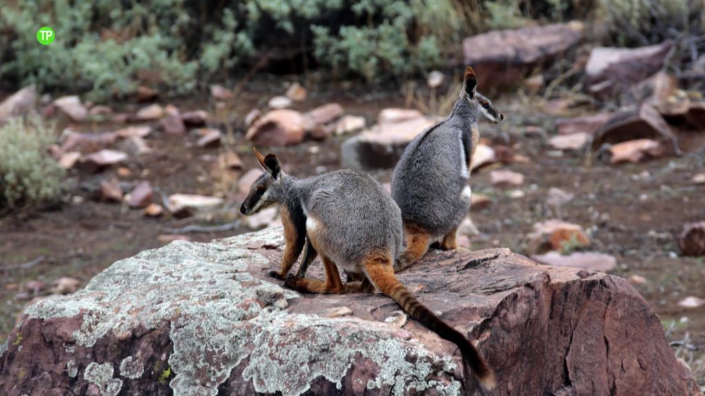 ¡Impresionante! 'Espíritu Salvaje' viaja hasta Australia para fotografiar al wallaby de patas amarillas