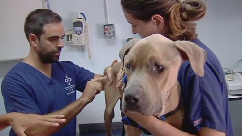 Huesitos, un perro maltratado y desnutrido, se recupera gracias a las redes