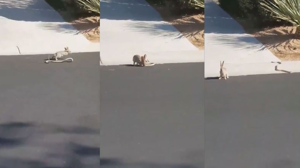 Lucha en el mundo animal: así pelean un conejo y una serpiente