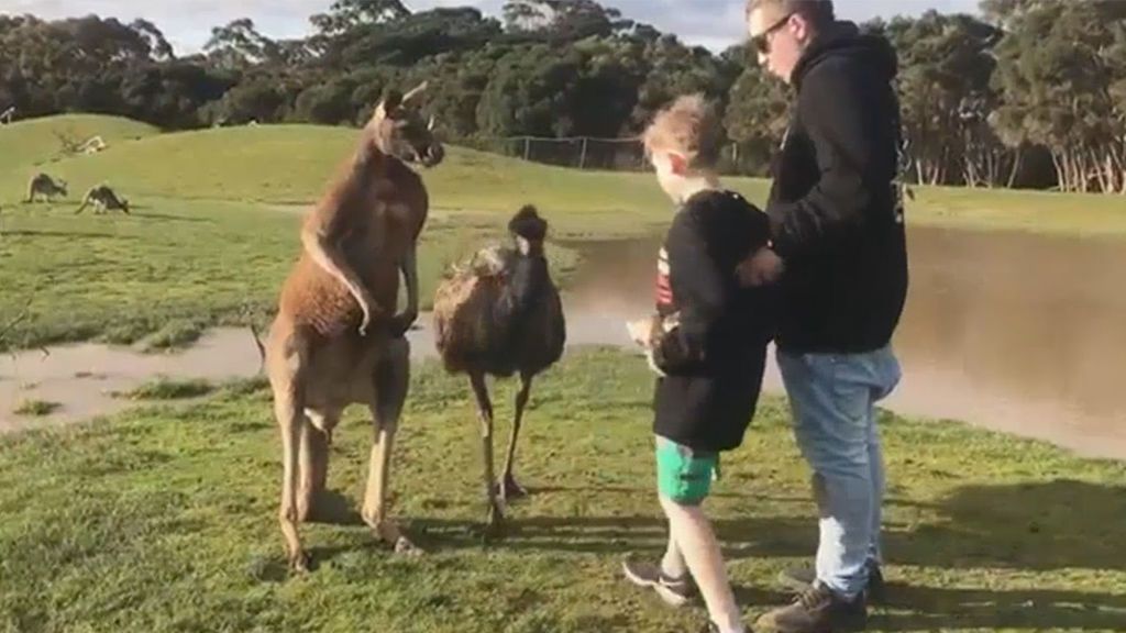 Un canguro da un puñetazo a un niño y los padres no pueden contener la risa