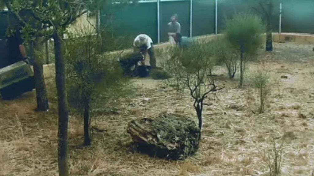 Así fue la angustiosa evacuación de los linces durante el incendio de Doñana