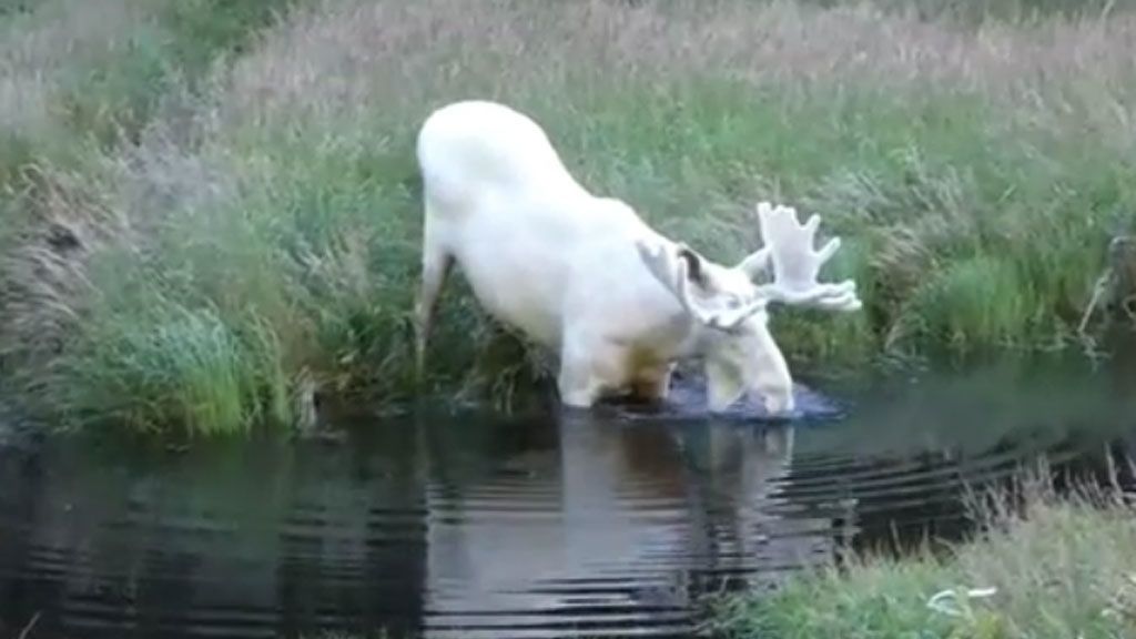 Captan a un asombroso alce blanco en Suecia