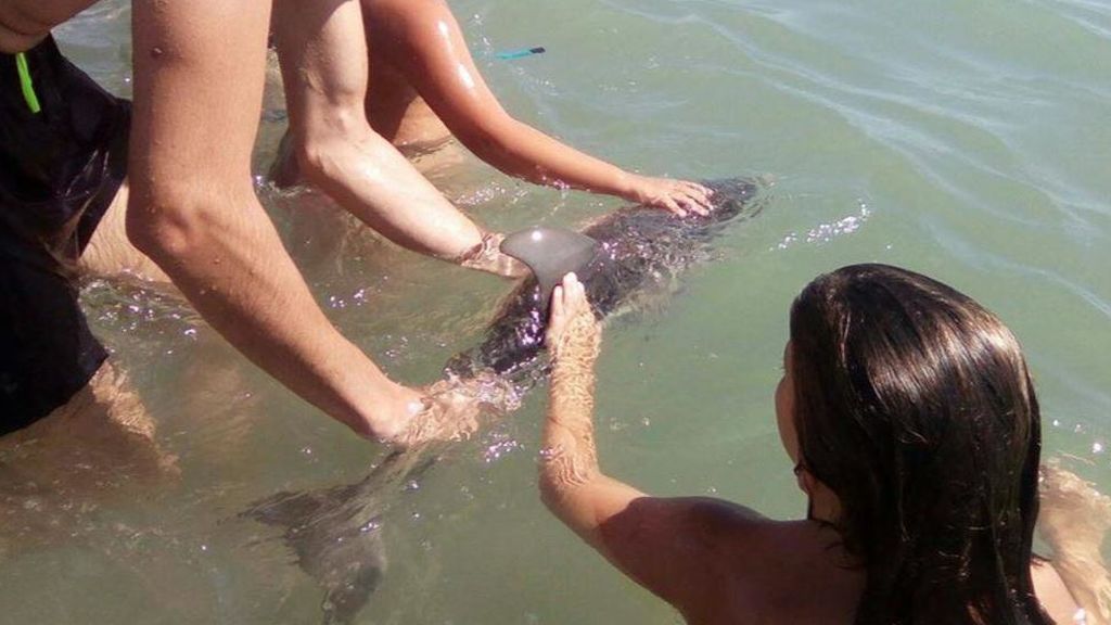 Los turistas estresan mortalmente a un delfín varado en Mojácar
