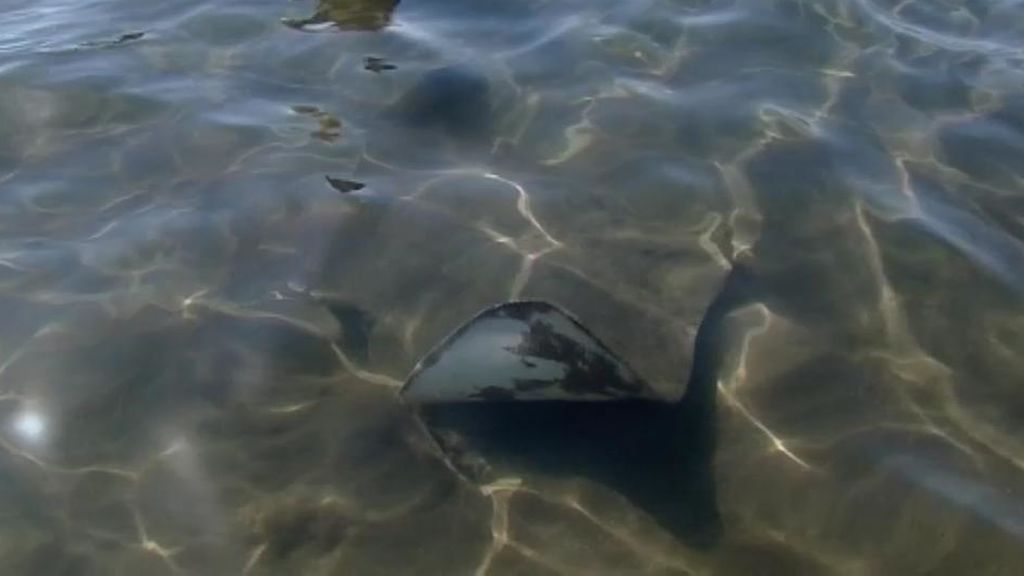 Más de un centenar de pez mantas desatan la locura en una playa de Canarias