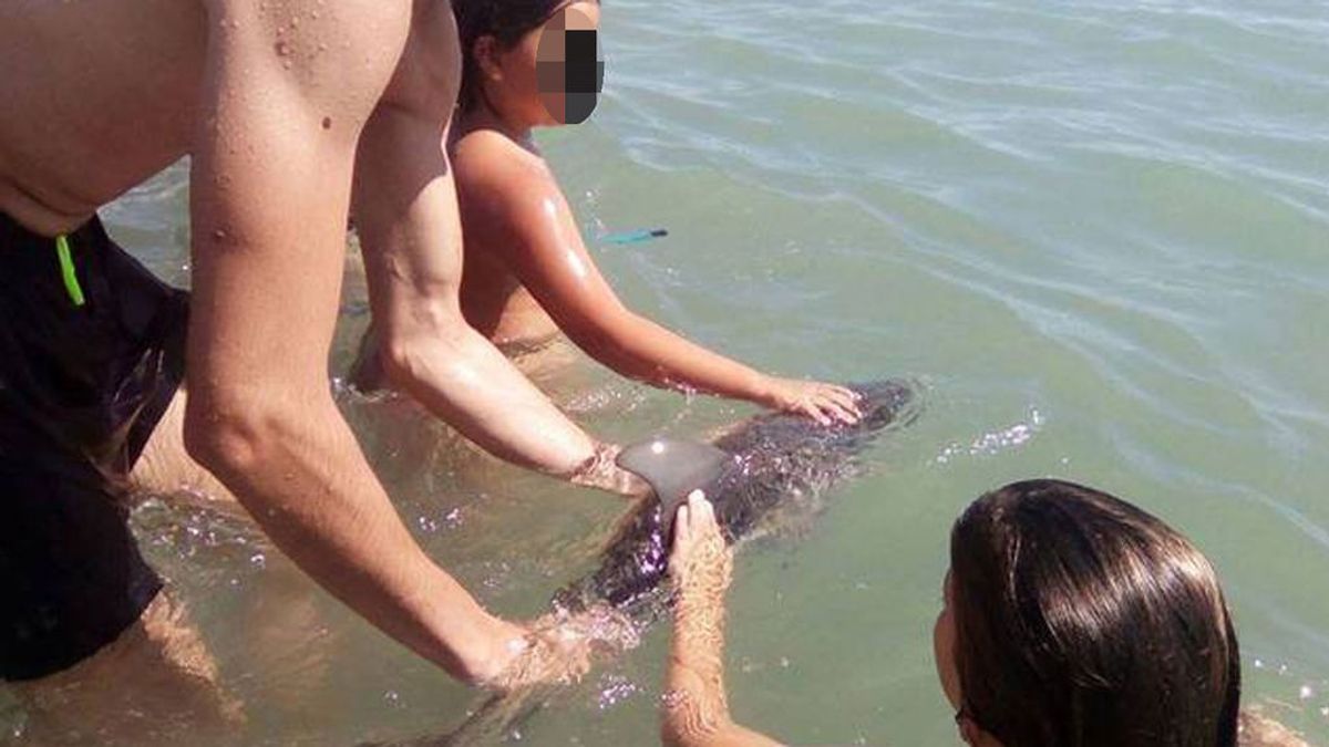 Un grupo de bañistas mata a una cría de delfín tras tocarla y cargarla para hacerse fotos