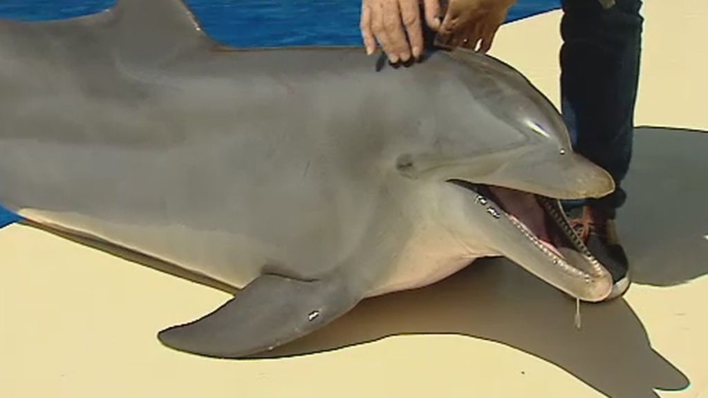 ¿Qué hacer si nos encontramos un delfín varado en la playa?