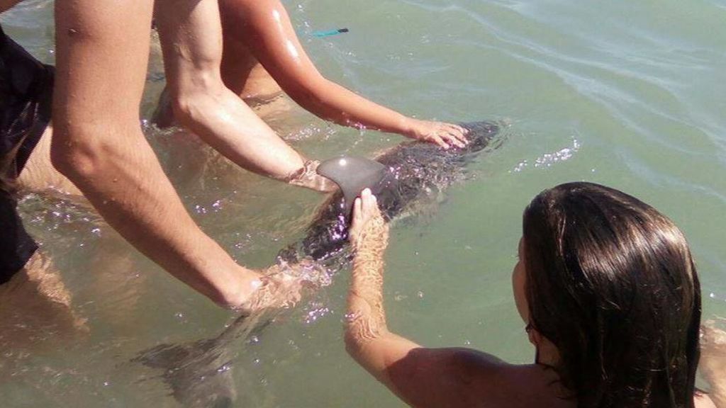 Nada de selfies con un delfín varado