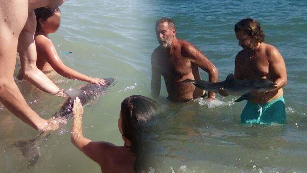Muere una cría de delfín en Almería tras ser acosada por los bañistas