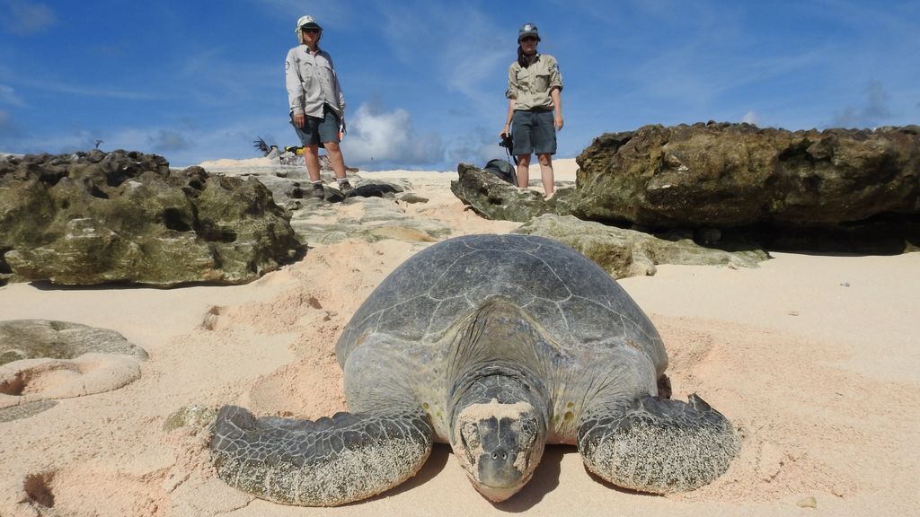 Rehabilitación de tortugas marinas amenazadas en Raine Island frente a la costa de Queensland