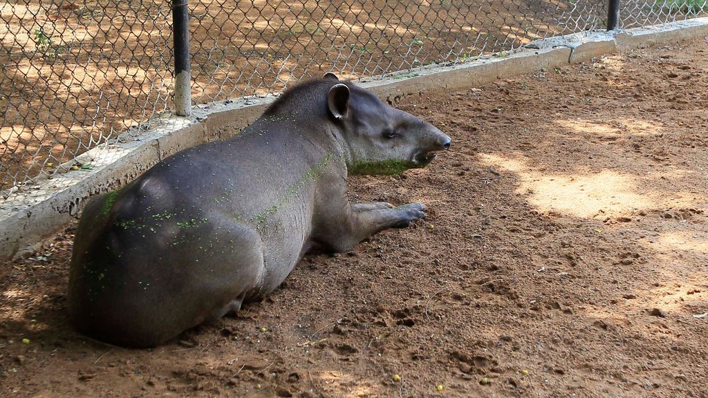 Un tapir descansa en el Parque Zoológico Metropolitano del Zulia