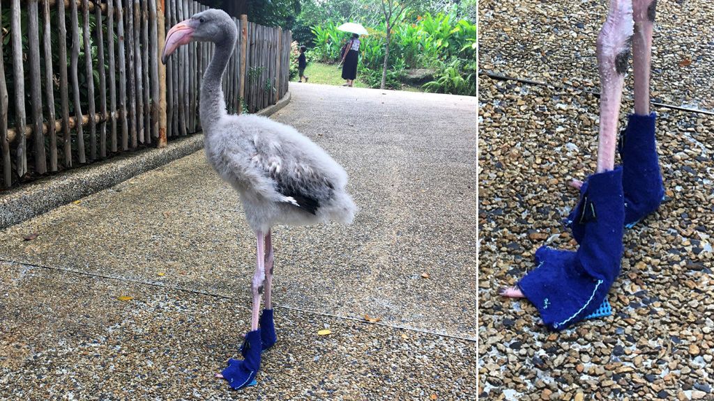 Un flamenco luce zapatos azules en sus paseos diarios por el zoo de Singapur
