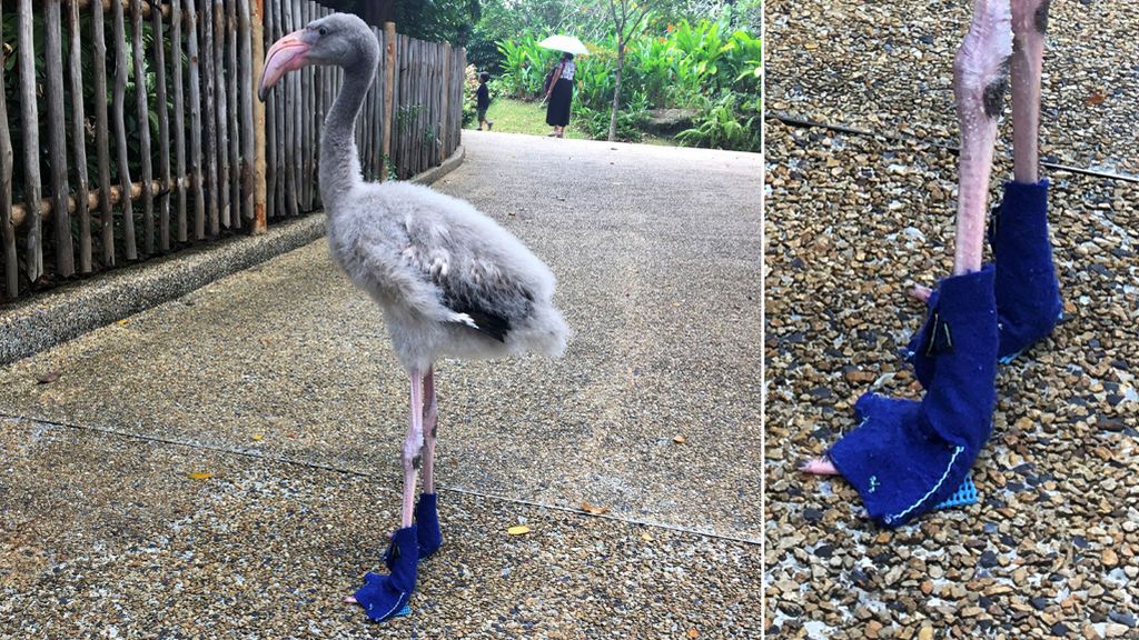 Un flamenco luce zapatos azules en sus paseos diarios por el zoo de Singapur