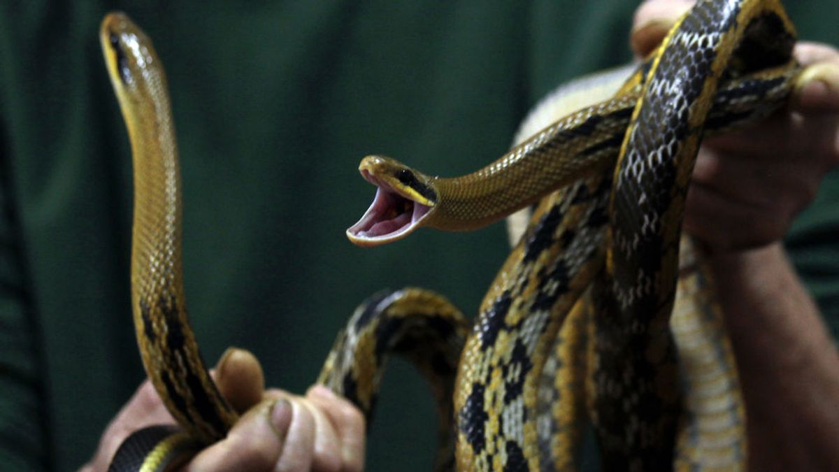 Encuentra una serpiente de 3 metros bajo la cama de su hijo