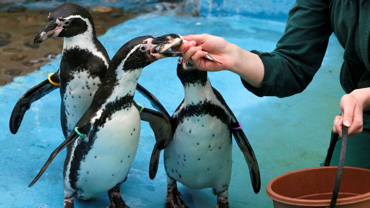 Chile cancela un proyecto minero multimillonario para proteger a los pingüinos