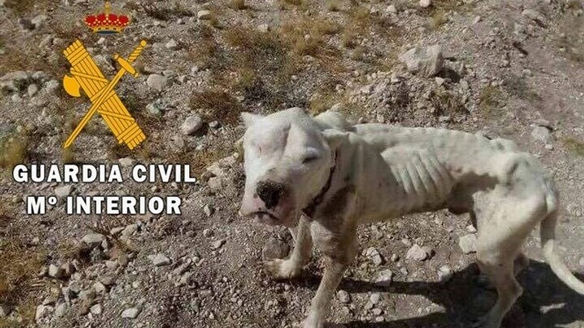 Rescatan en Almería  a un cachorro desnutrido al que le arrancaron el chip
