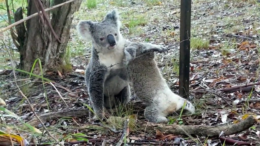 El emotivo rescate a una cría de koala atrapado en una valla