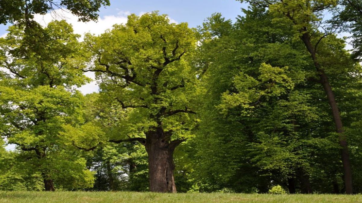 ¡Se busca! Llega el certamen europeo de árboles singulares y España quiere participar