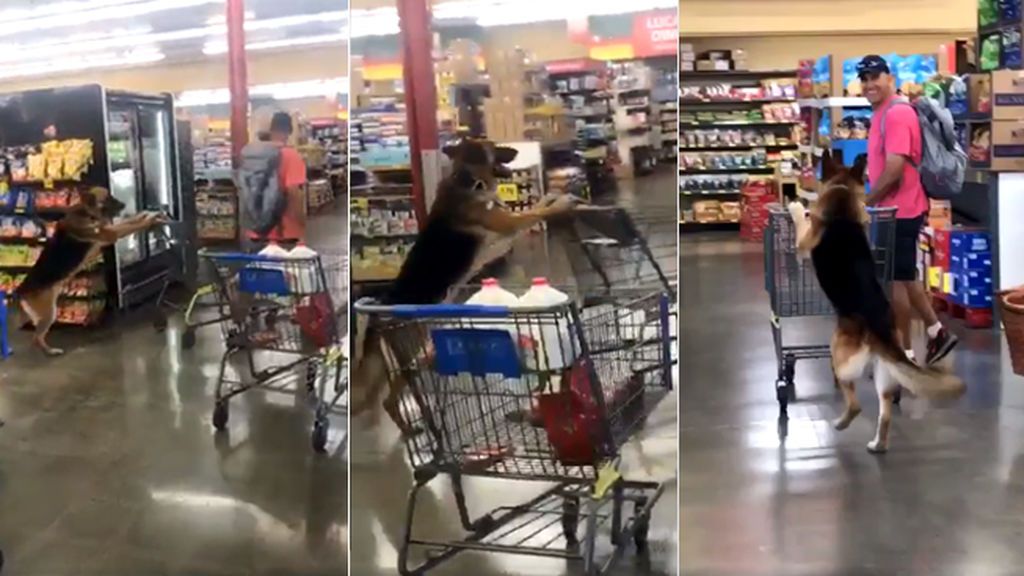 Un pastor alemán sorprende a todos llevando el carro de la compra en un supermercado