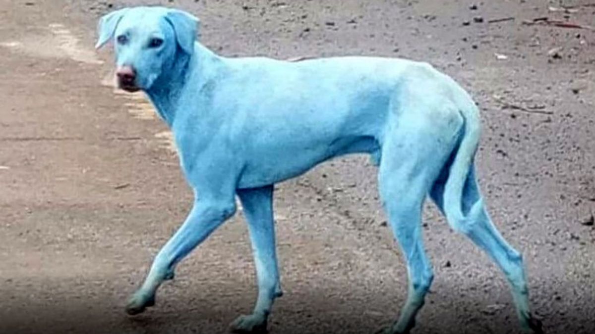 El misterio de los perros azules en India:  Una empresa que lanzaba productos químicos al río de un pueblo