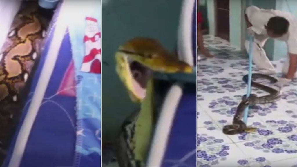 Encuentra debajo de la cama de su hijo una enorme serpiente pitón