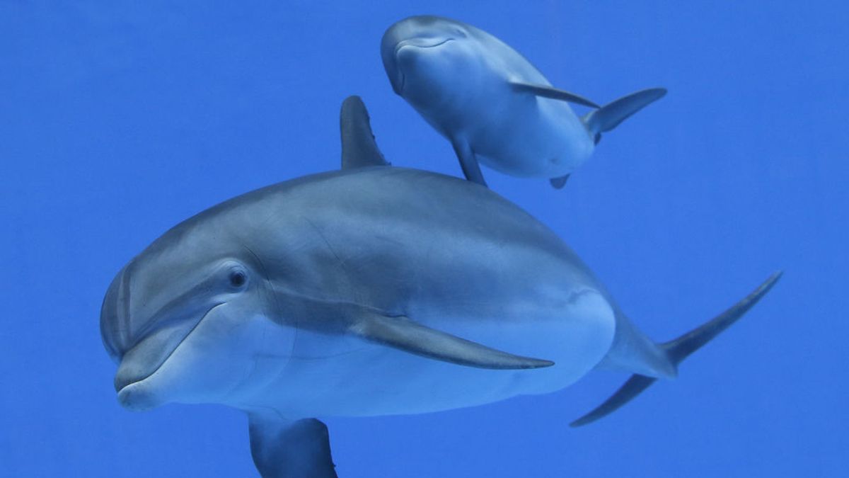 Un buzo descubre un fósil de un delfín enano que vivió hace 30 millones de años