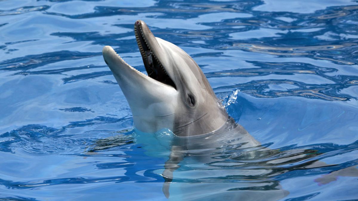 Un buzo descubre  una especie de delfín, extinta  de hace 30 millones de años