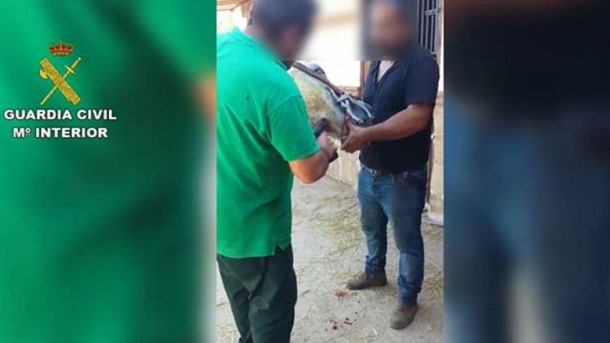 Cincuenta investigados en Málaga por maltrato y abandono de 316 animales domésticos