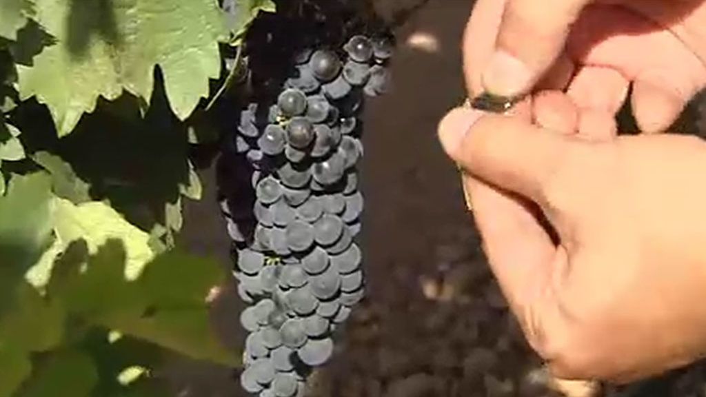 Se recogen por primera vez uvas en agosto