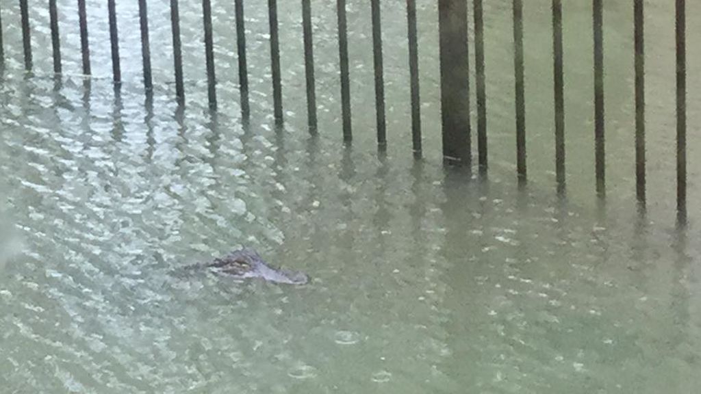 Un cocodrilo acecha su casa en Houston tras las inundaciones causadas por 'Harvey'