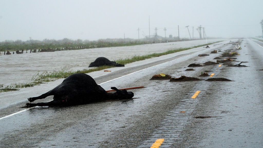 El huracán deja mucho ganado muerto en las carreteras tras su paso por Fulton, Texas