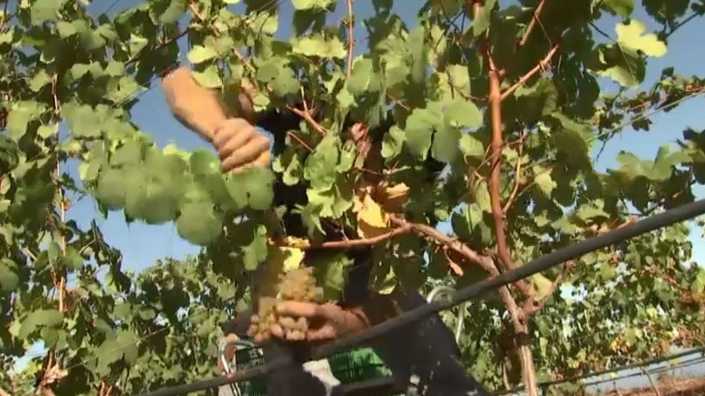 ¡La uva está casi lista! El aumento de las temperaturas este verano adelanta la vendimia