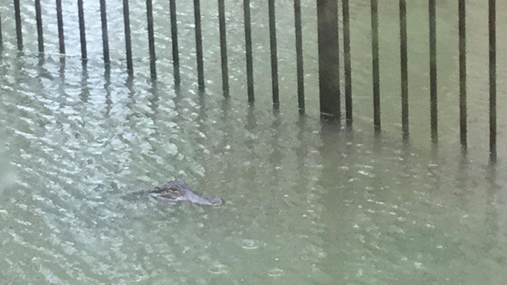 Un cocodrilo acecha su casa en Houston tras las inundaciones causadas por 'Harvey'
