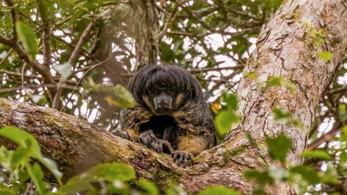 Reaparece el primate amazónico que no se sabía de el desde hace 80 años