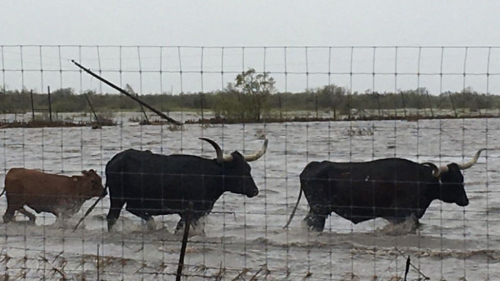 Los animales también se han visto sorprendidos por Harvey