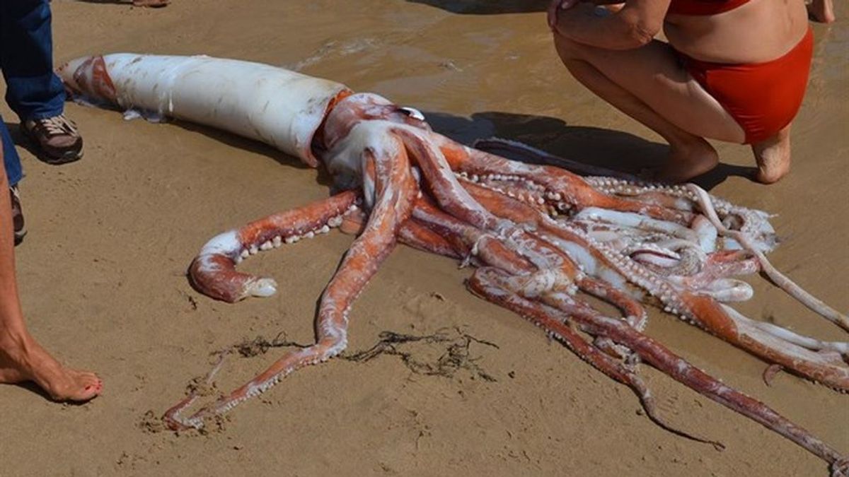 Bañistas encuentran un calamar gigante de 5 metros en Llanes (Asturias)