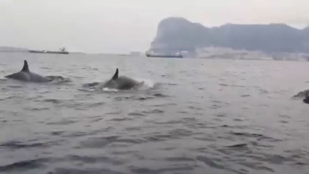 ¡Atención, cuatro orcas en la Bahía de Algeciras! Las ha grabado un vecino