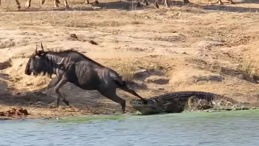 Guardaespaldas inesperado: Un hipopótamo salva a un ñu del ataque de un cocodrilo